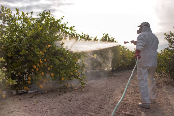 Best Ant Control Services  in Brunswick, MD